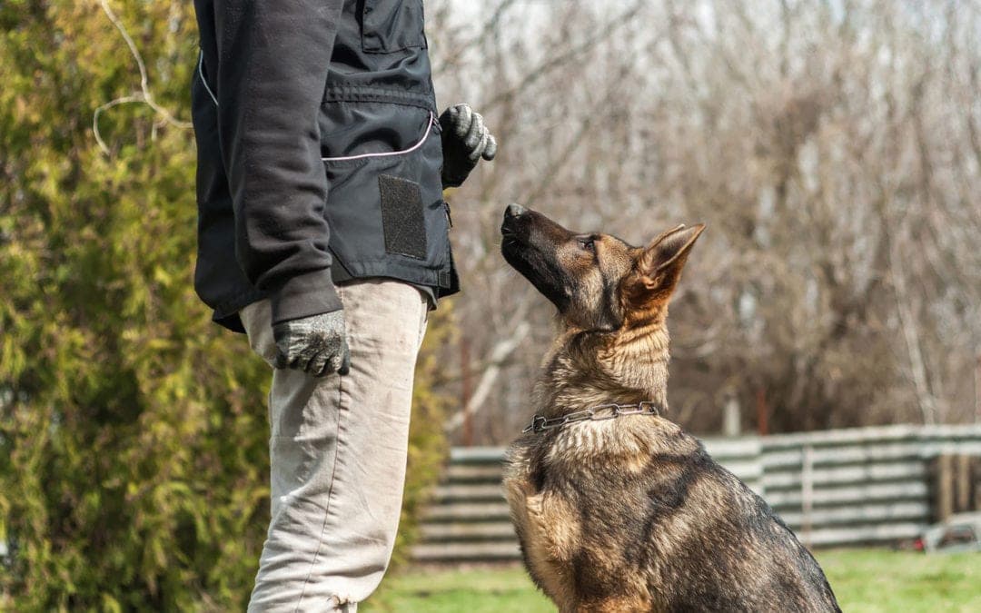 Dog training session